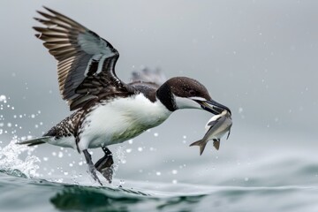 Fototapeta premium A Common Murre flies in to enjoy its fresh catch of the day