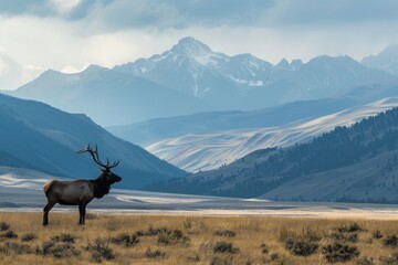 A lone male Elk stands tall against the mountainous backdrop of Yellowstone surveying the land for his harem of females