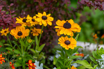 yellow flowers are in full bloom and are the main focus of the image