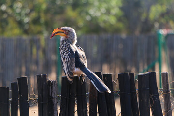 South African Yellow Billed Hornbill