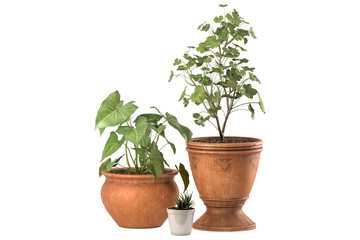 Plants in 3d rendering. Beautiful plant in 3d rendering isolated