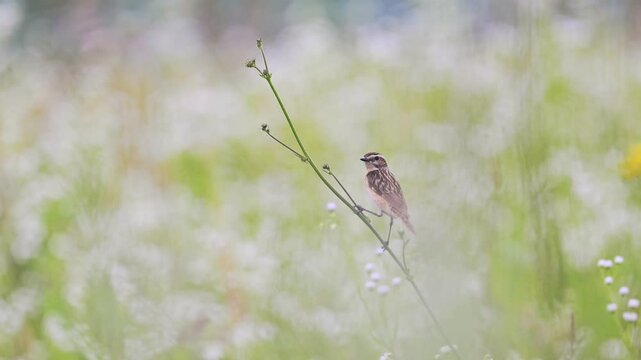 A small bird sitting on a branch in the summer flower, 4k footage