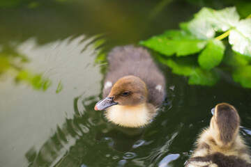 Young cute duckling swims in water on warm summer sunny day, reflecting on water. Water is green and cloudy. Little ducklings enjoy their time in water.