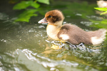 Young cute duckling swims in water on warm summer sunny day, reflecting on water. Water is green and cloudy. Little ducklings enjoy their time in water.