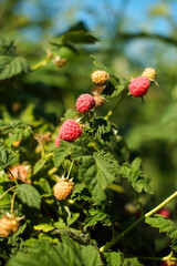 Close-up of ripe raspberries ready to be picked. Growing organic berries in an orchard. Vertical image.