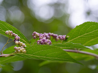 コムラサキの実