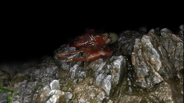 octopus plays crawls on stones