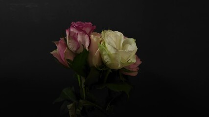 Bouquet of various coloured roses on a black background. Multi-coloured roses on dark background. Slow motion