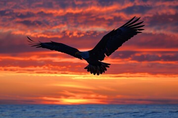 Bald Eagle at sunset