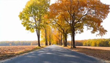 Naklejka premium Herbst strasse Laub auf den Bäume Herbst sesson, Waldstrasse im Herbst