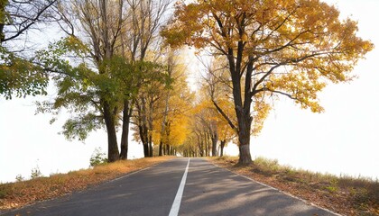 Fototapeta premium Herbst strasse Laub auf den Bäume Herbst sesson, Waldstrasse im Herbst