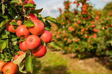 Obraz premium Ripe Red Apples on Tree Branch in Sunlit Orchard Ready for Harvest - Close-Up of Fresh, Organic Fruit in Autumn