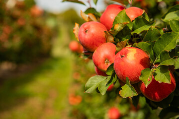 Ripe Red Apples on Tree Branch in Sunlit Orchard Ready for Harvest - Close-Up of Fresh, Organic Fruit in Autumn