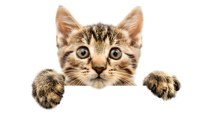 Obraz premium Kitten holding blank banner isolated on transparent background