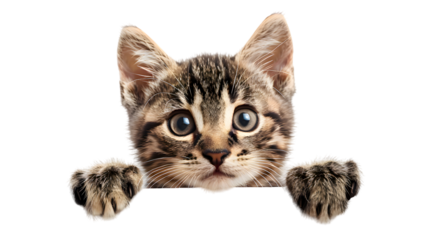 Kitten holding blank banner isolated on transparent background
