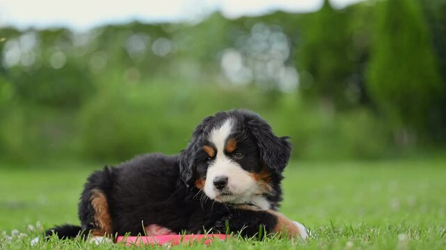 Bernese Mountain Dog puppy on the green grass in the garden. 4k footage