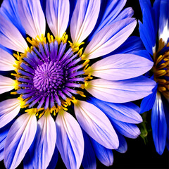 Obraz premium Blue chicory delicate petals with slightly serrated edges white center Cichorium intybus
