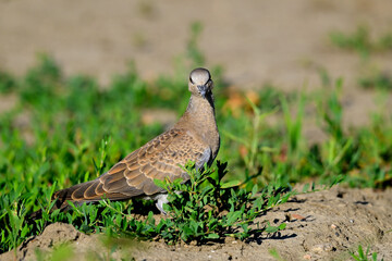 junge Turteltaube // young Turtle Dove (Streptopelia turtur)