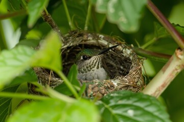 Fototapeta premium Ruby-throated Hummingbird nest
