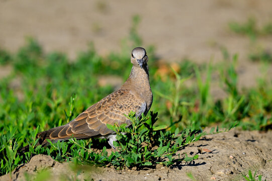 junge Turteltaube // young Turtle Dove (Streptopelia turtur)