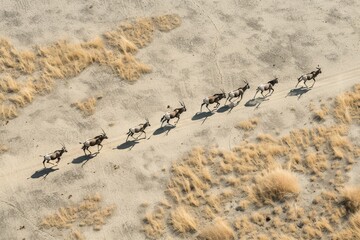 Spectacular Aerial view of a small group of Gemsbok(Oryx gazella)running across the Makgadikgadi Pans, Botswana