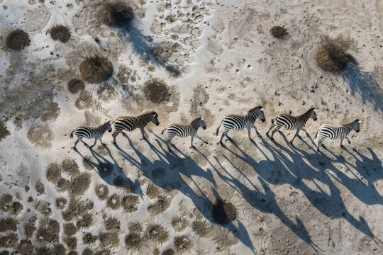 Spectacular Aerial view of migrating Burchell's zebras casting a shadow as they walk across the Makgadikgadi Pans, Botswana