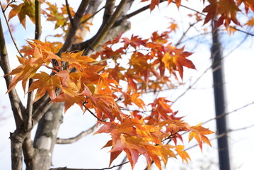 紅葉