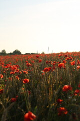 poppy field in summer