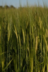 green wheat field