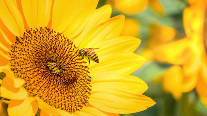 Closeup of beautiful vivd sunflower with a tiny bee in direct sunlight
