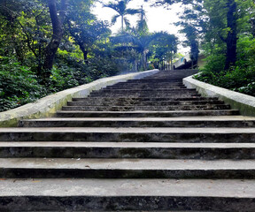 Obraz premium Tree and asky , stairs .