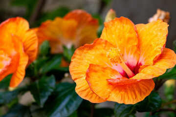 Orange Hibiscus flowers with red edges