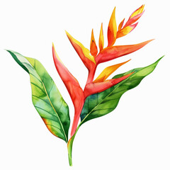 Heliconia Leaf Watercolor Clipart on white background