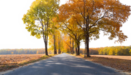 Herbst strasse Laub auf den Bäume Herbst sesson, Waldstrasse im Herbst