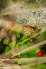 Gros plan sur la nature et des fleurs