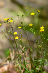 Gros plan sur la nature et des fleurs