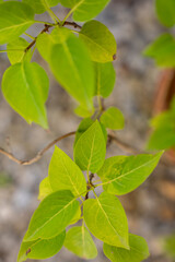 Gros plan sur la nature et des fleurs