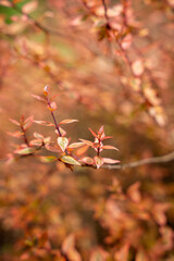 Gros plan sur la nature et des fleurs