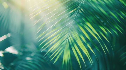 Obraz premium Radiant tropical palm leaf texture in sunlight