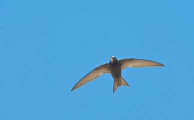 Apus apus (Common Swift, European Swift, Swift), Greece