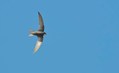 Apus apus (Common Swift, European Swift, Swift), Greece