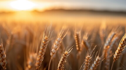 Naklejka premium A detailed close-up of golden wheat illuminated by warm sunlight, capturing the intricate textures and natural beauty of wheat fields during the golden hour of the day.