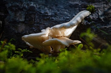 Angel Wings Mushrooms On a Pine Log. World Mushroom Day. National Mushroom Day.