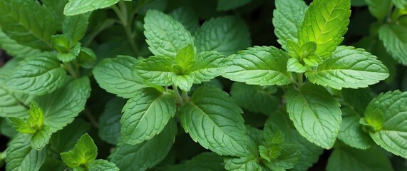 Close-up of fresh green mint leaves highlighting their vibrant texture, perfect for culinary uses, home gardening, and healthy recipes.
