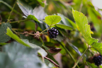 Blackberry berries hanging on a bush on a green background