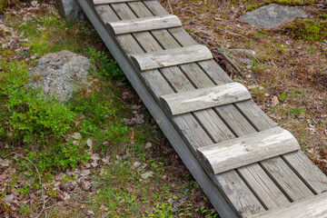 Fototapeta premium Wooden stairs in the forest, steps to the top, blackberry bushes, summer travelling in Finland