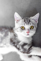 Cute baby cat  in the house, Silver Tabby Scottish Fold Cat 