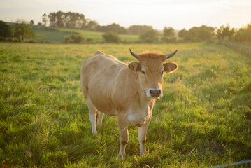 Vaca marr&oacute;n pastando en pradera al atardecer en Asturias