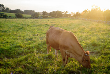 Vaca marrón pastando en pradera al atardecer en Asturias