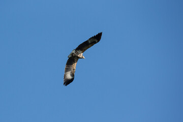African eagle in flight